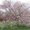 Prunus sargentii 'Accolade'